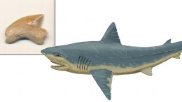 Sharks Teeth Mystery