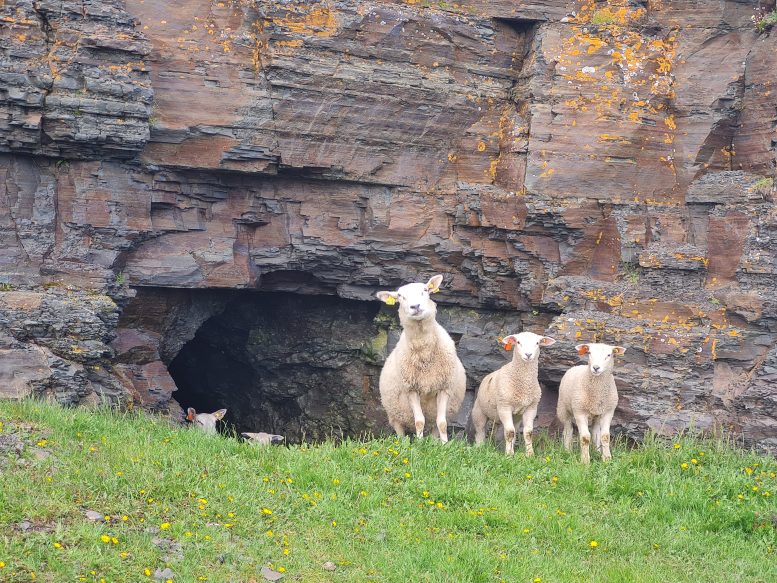 One of Earth’s Oldest Animal Fossils Found in a Norwegian Sheep Field