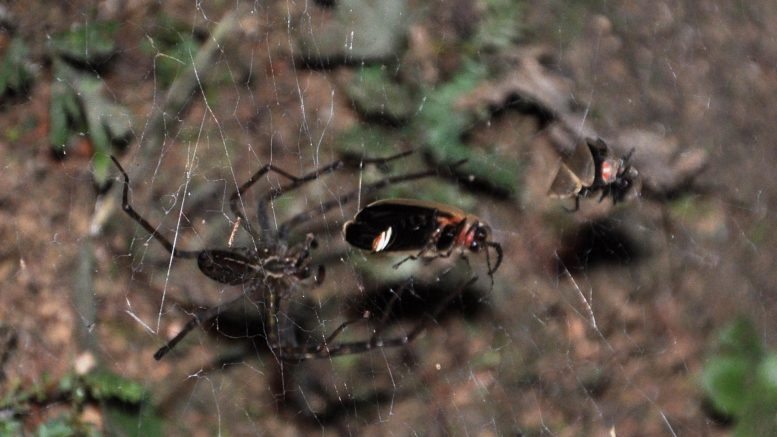Sheet Web Spider Fireflies Web