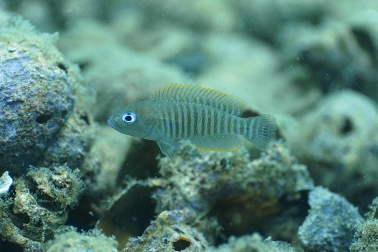 Shell-Dwelling Fish Neolamprologus multifasciatus