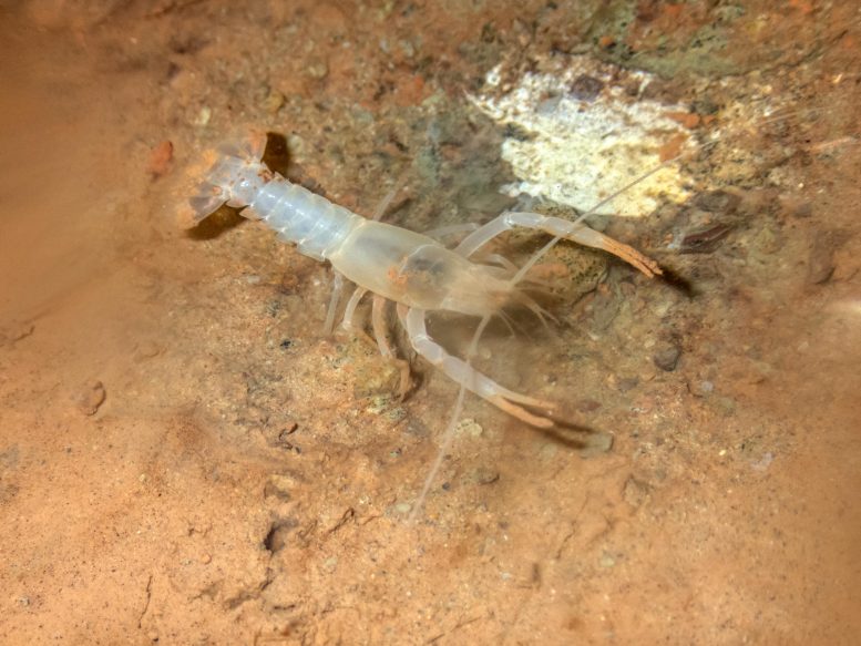 Shelta Cave Crayfish