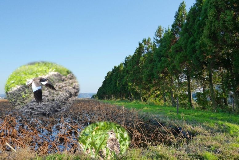 Shelterbelt Research Site in Agricultural Wetland