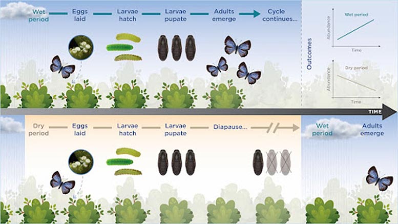 A change in the precipitation pattern will affect whether the butterfly survives due to climate change