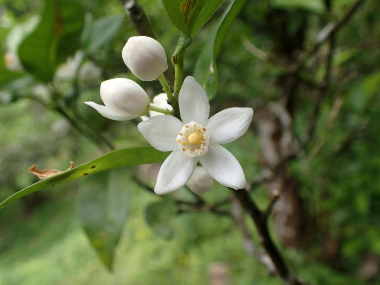 Shiikuwasha Flower
