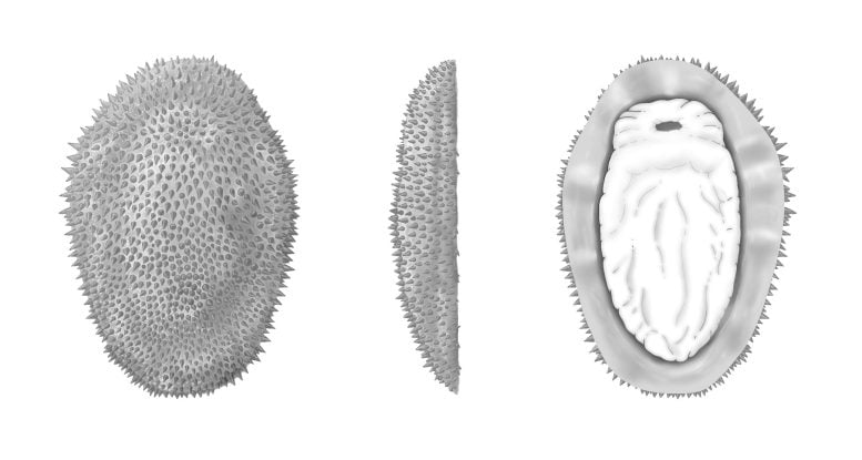 Shishania aculeata Reconstruction