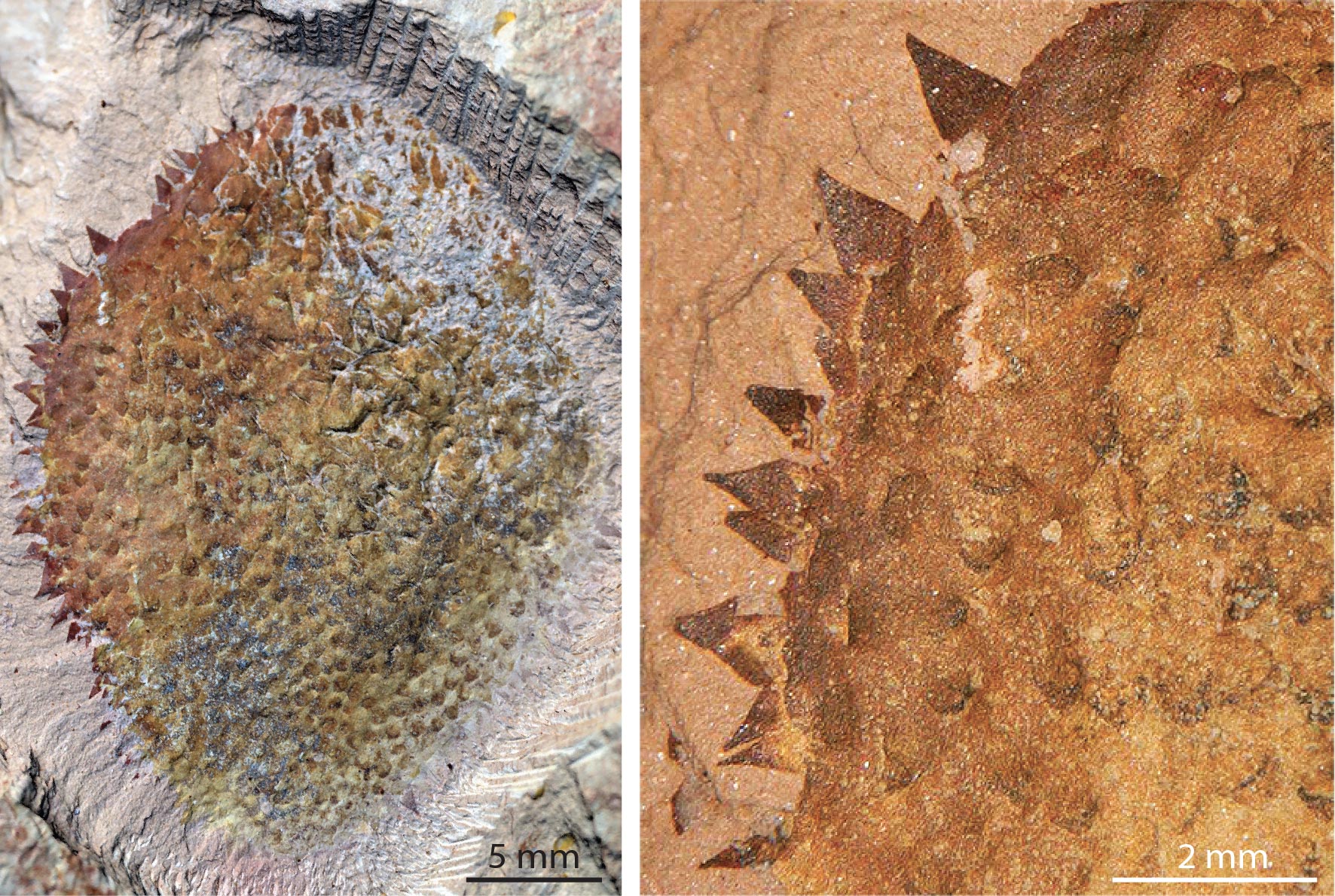 'Completely different' – Discovery of bizarre 514-million-year-old snail changes our understanding of marine life