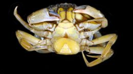 Shorecrab With Yellow Sack of the Parasite