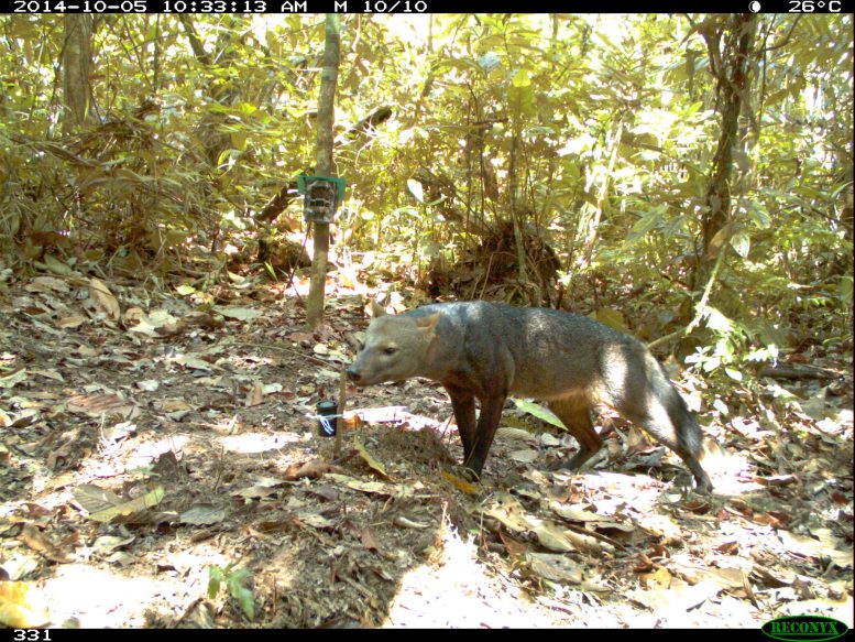Short Eared Dog in Bolivian Forest