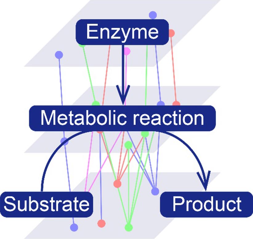 Picture of New Study Shows Obesity Scrambles the Body’s Metabolic Clock