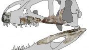 Siamraptor Skull Reconstruction.