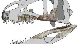 Siamraptor Skull Reconstruction.