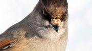 Siberian Jay Close Up