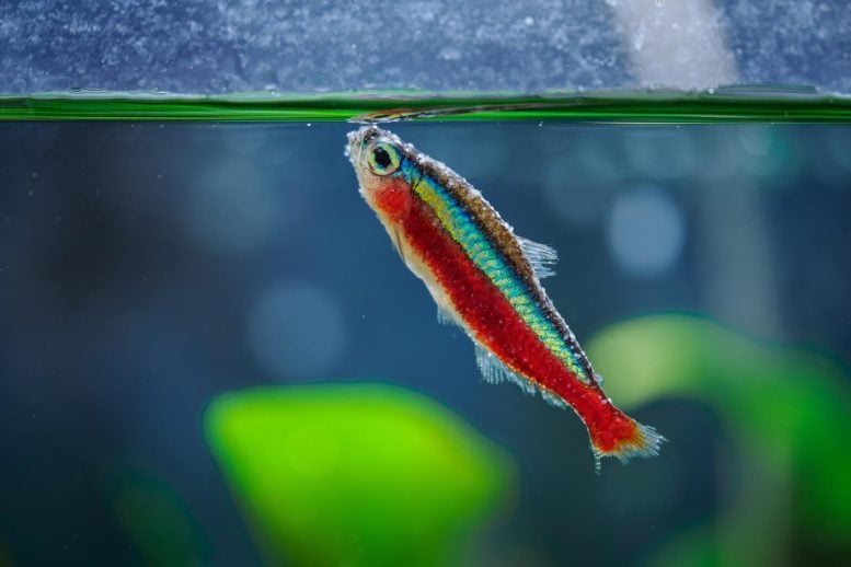 Sick Red Neon Fish