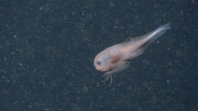 Side Profile of Careproctus Colliculi