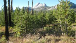 Sierra Lodgepole Pine 20 Years After Wildfire