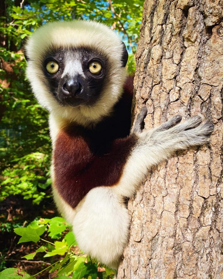 Sifaka Lemur