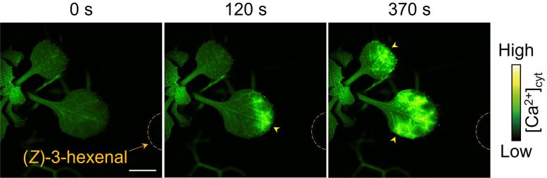 Ca2+ Signals in Arabidopsis Exposed to the Green Leaf Volatile Z-3-HAL