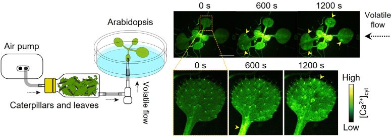 Ca2+ Signals in Arabidopsis Exposed to VOCs From Insect-Damaged Plants