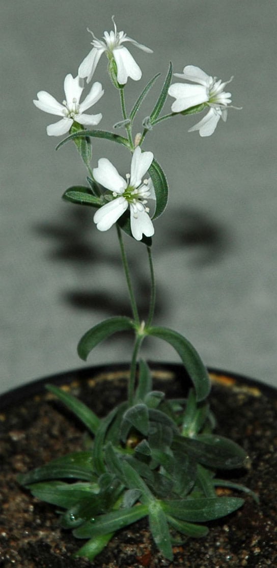 Silene-stenophylla-big