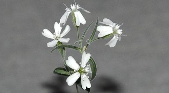 Silene_stenophylla
