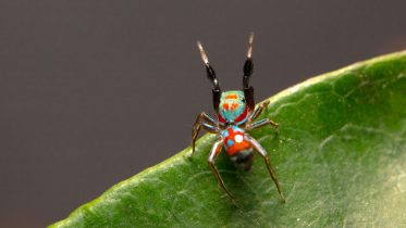 Siler collingwoodi Ant-Mimicking Spider