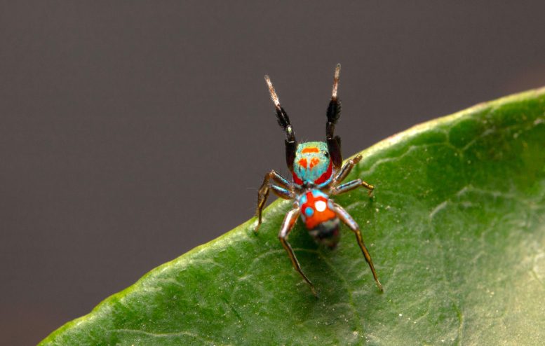 Siler collingwoodi Ant-Mimicking Spider