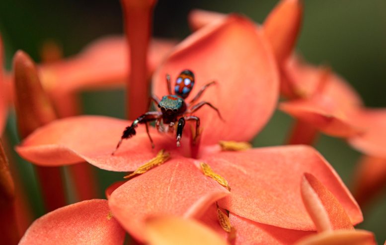 Siler collingwoodi Ant-Mimicking Spider on Flower