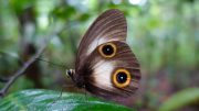 Silky Owl (Taenaris Catopsv) Butterfly