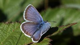Silver Studded Blue Butterflies