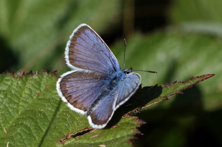 Silver Studded Blue Butterflies