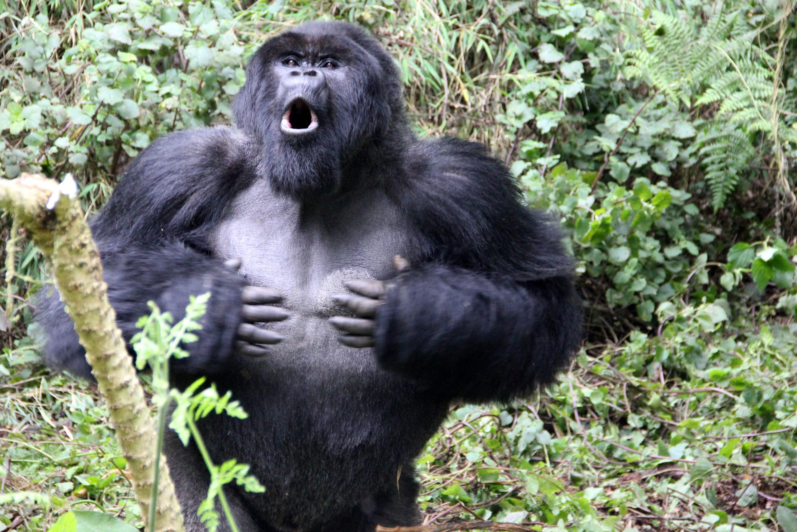 Chest-Beating Gorillas Don’t Bluff: Honest Signal of True Body Size.