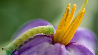 Beware the Rise of Superweeds: Mowing’s Unintended Consequences