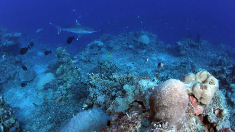 Silvertip Shark Coral Reef
