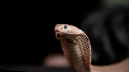 Simon Townsley Snake Slithering