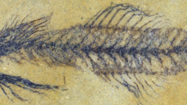 New Genus Discovered – Paleontologists Unearth 18-Million-Year-Old Goby Fossil