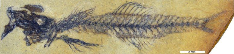 Simpsonigobius Fossil Fish