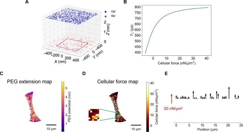 Simulation Assisted Extraction of Cellular Forces From T1 Mapping