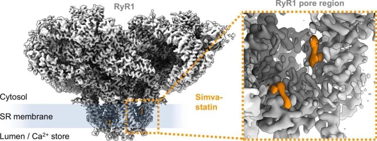 Simvastatin Binding Sites on Ryanodine Receptor