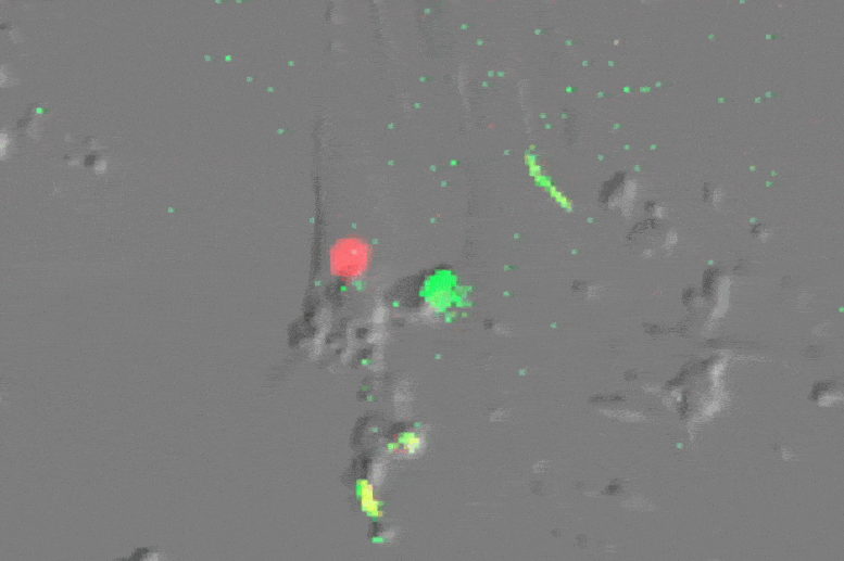 Single Cell Imaging Shows Senescent Cells Dividing Again