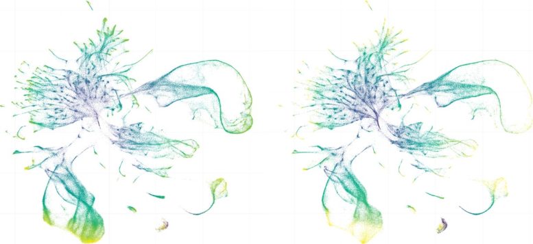 Single Cell RNA Sequencing Comparison of C. elegans and C. briggsae