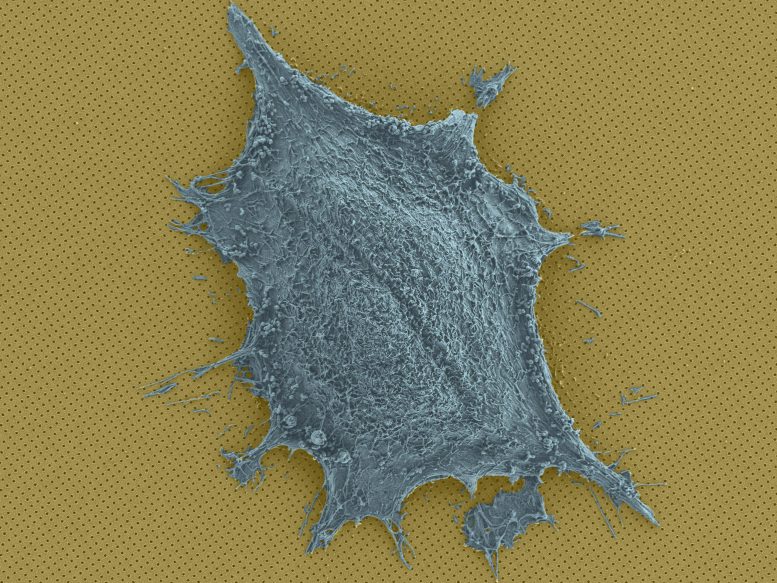 Single Cell on a Chip