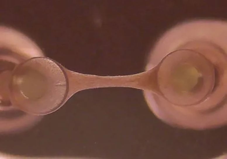 Single Engineered Heart Tissue Attached to Two Posts