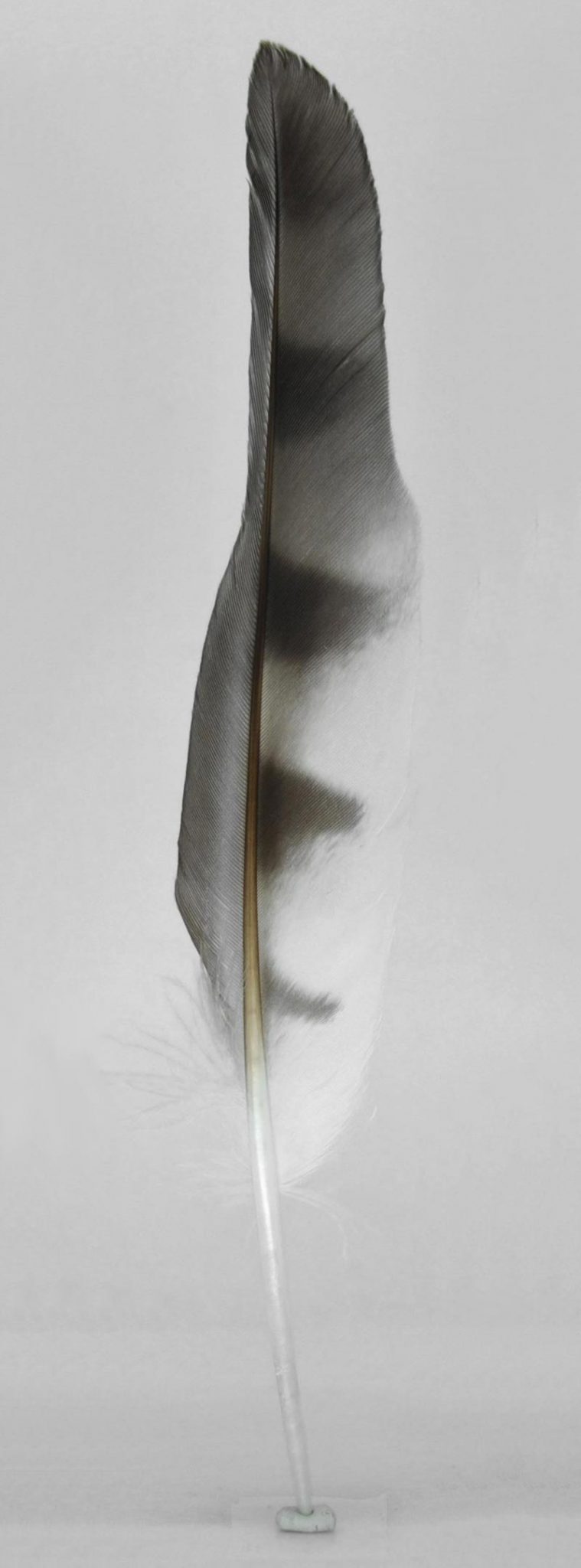 How Flight Feathers Evolved Study of Chickens, Ostriches, Penguins