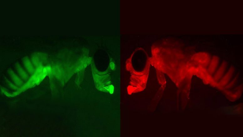 Single Live Adult Drosophila Expressing the Mito Qc Mitophagy Reporter