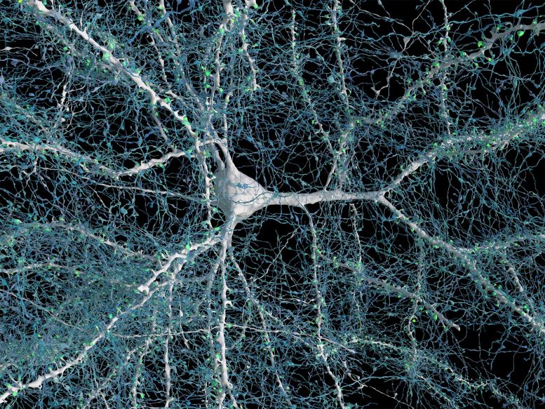 Single Neuron With Nerve Fibers Connected