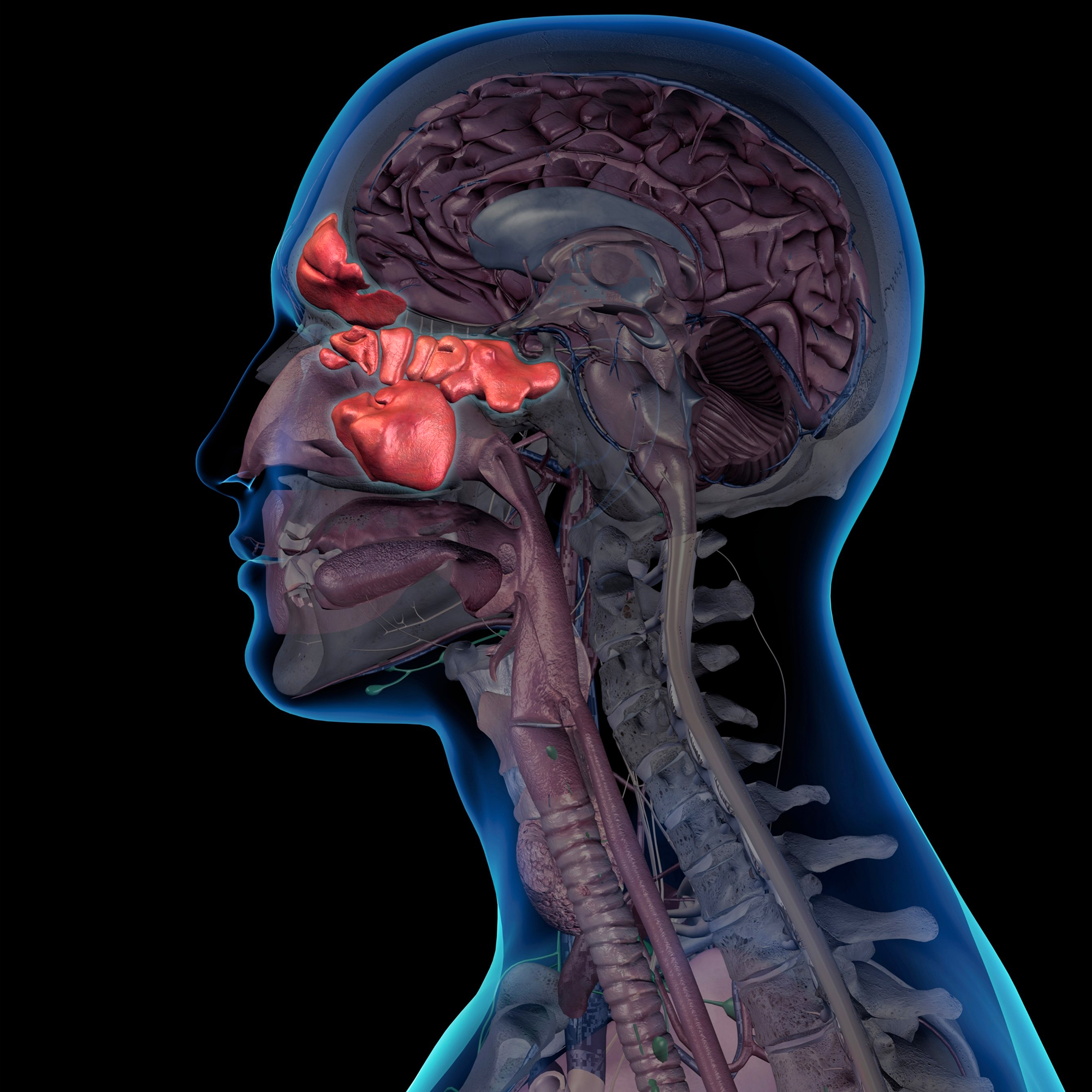 https://scitechdaily.com/images/Sinus-Anatomy.jpg