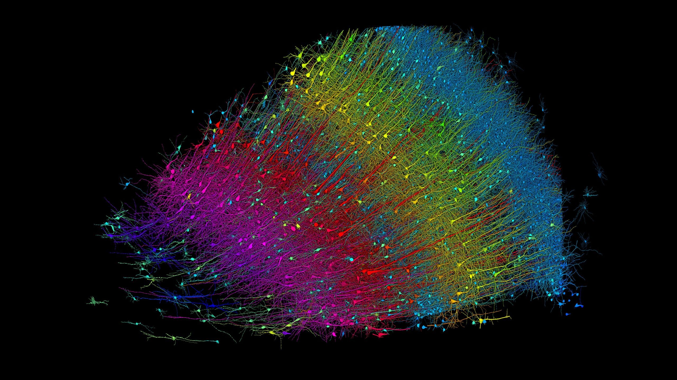 复杂详细的 1400TB 3D 大脑图