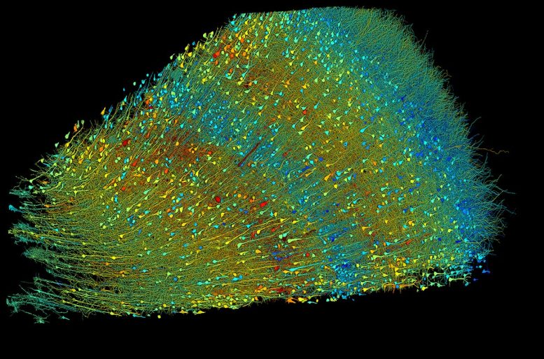 Seis Camadas de Neurônios