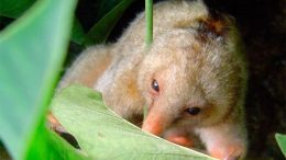 Six New Species of Anteaters Discovered