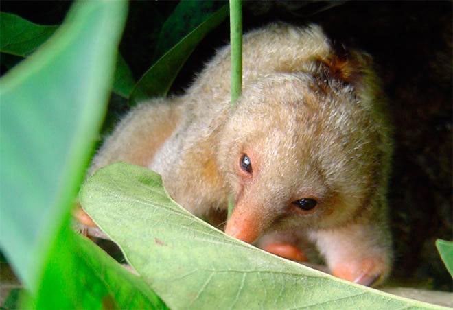 Six New Species of Anteaters Discovered